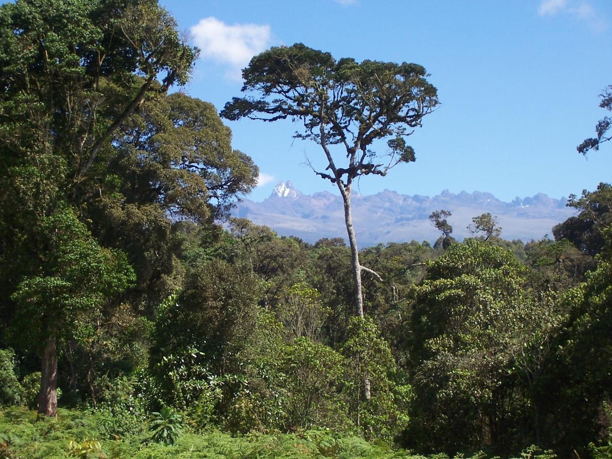 Mount Kenya National Park Castle Forest Lodge מראה חיצוני תמונה