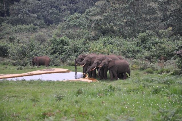 Mount Kenya National Park Castle Forest Lodge מראה חיצוני תמונה